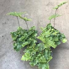 Image result for Doryopteris