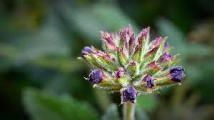 Per avere l'acqua di san giovanni alla vigilia del 24 giugno si raccolgono fiori ed erbe profumate che si trovano in luoghi possibilmente incontaminati. Acqua Di San Giovanni Come Si Prepara La Miscela Perfetta Per Il Solstizio D Estate Greenious