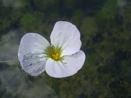 Image result for Ottelia kunenensis