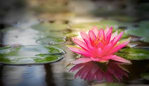 Die lotosblume (the lotus flower) is a poem written by heinrich heine, and published in his buch der lieder (the book of songs, 1827). Lotus Die Duftnote Fur Sie Erklart Cosmoty De