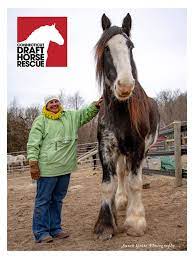Bits sizes 5 1/2 to 7 1/4. Connecticut Draft Horse Rescue Visit Ct