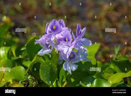 Image result for Pontederia crassipes