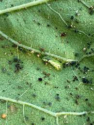 The aphids were on my maximilian sunflowers, but the ants that tend them must have moved them to the tithonia. Aphids Proactive Ways To Head Off The Nasty Suckers