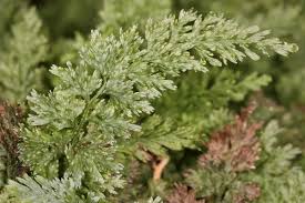 Image result for Vandenboschia gigantea