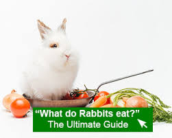 Maybe you would like to learn more about one of these? 5000 Most Popular Bunny Names Top 250 Boy Girl Rabbitpedia Com