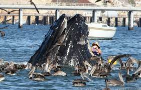 Suddenly a whale, following the fish, opened its entire mouth to catch the fish and ended Kayaking In Avila Beach With A Humpback Whale Avila Beach Beach Scenes Beach