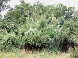 Image result for Arundo donax