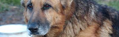 Ebenso wird bei hunden ab einem jahr ein schnelltest auf … zuhause gesucht! Tolle Hunde Aus Ungarn