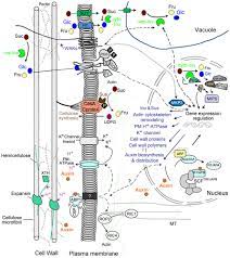 Check spelling or type a new query. Frontiers Regulation Of Cell Division And Expansion By Sugar And Auxin Signaling Plant Science