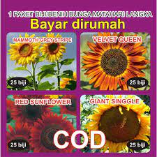 Bunga ini sangat langka dan di percaya bunga ini hanya mekar dalam 3000 tahun sekali. Paket Cabe Hias Dan Bunga Matahari Shopee Indonesia