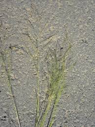Image result for Eragrostis tef