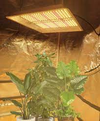 This light can help accelerate flowering, increase nutrition, speed up rate of growth, etc. China Square Led Growing Light Growing Lamp For Greenhouse And Indoor Plants Led Grow Light Led Grow Panel Led Plant Grow Light China Full Spectrum Led Light