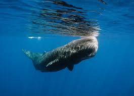 Image result for whale