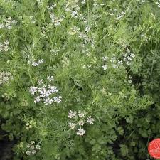 Image result for Coriandrum