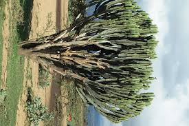 Image result for Euphorbia candelabrum