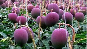 Second question, i have seen videos of japanese growing miyazaki mango. World S Most Expensive Mango Awesome Japan Agriculture Technology Farm Youtube