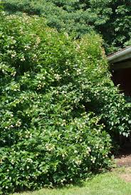 Image result for Cephalanthus