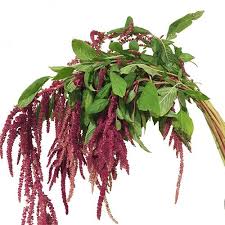Image result for Amaranthus