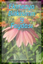 Ekinezya Bitkisinin Faydalari 2020 Bitki Sifali Otlar Saglikli Yasam Tarzi