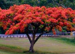Virginia tech department of forest resources and environmental conservation. El Flamboyan Tree Pr Flowering Trees Delonix Regia Outdoor Gardens
