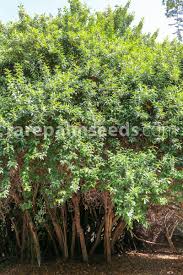 Image result for Combretum erythrophyllum