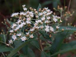 Image result for Vernonanthura polyanthes