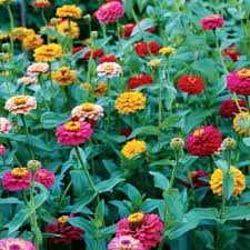 Zinnia Dwarf Button Box Mixdainty And Colorful This Button Box Mix Of Dwarf Zinnias Offers Compact Blooms P Zinnia Flowers Growing Zinnias From Seed Zinnias
