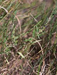 Image result for Polygala erioptera