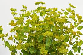 Image result for Lythrum rotundifolium