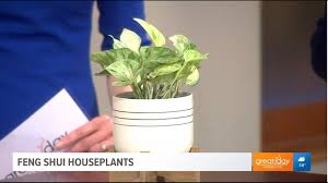 Poate fi crescut, de asemenea, in ghiveci in casa, neavand oamenii cresc crinul pacii in locuintele lor atat pentru frumusetea lor, cat si pentru faptul ca ofera beneficii feng shui. Channeling Plant Feng Shui In Your Home Wusa9 Com