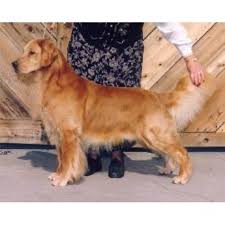 Our dogs are part of the family at dyson cozy cabin kennels, we breed and raise pure bred golden retrievers, and treat each new addition like a part of our growing family. Belquest Golden Retrievers Golden Retriever Breeder In Mount Airy Maryland