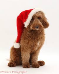 For millions of christians people of different countries celebrate christmas in various ways. Dog Australian Labradoodle Wearing A Santa Hat Photo Wp45549