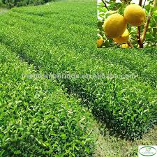 Buy fruit tree seeds online. Engrafted Citrus Limon Tree Seedlings 30 100cm Fruit Tree Buy Engrafted Seedlings Citrus Limon Citrus Limon Seedlings Citrus Limon Tree 30 100cm Product On Alibaba Com