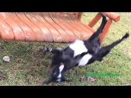 10 Fainting Goat Videos That Will Have You In Stitches