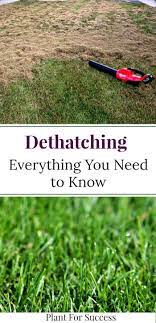 Dethatching Everything You Need To Know Dethatching Dethatching Lawn Lawn Care Business