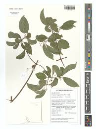Image result for Hippocratea longipetiolata