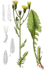 Image result for Crepis urundica