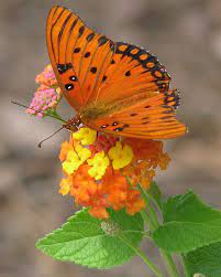 The butterflies nectar at flowers, when they're not protecting their patch of ground. A Burst Of Orange Beautiful Butterflies Butterfly Butterfly Pictures