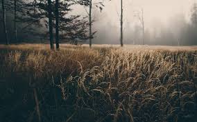 Manly Wallpaper Follow the vibe and change your wallpaper every day! manly wallpaper