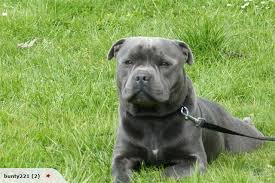 Enter your email address to receive alerts when we have new listings available for blue staffy puppies for sale. Bolsover Blue Nz English Staffy Fur Babies Handsome Boys Animals