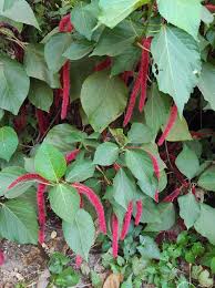 Image result for Acalypha welwitschiana