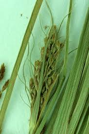 Image result for Fimbristylis quinquangularis