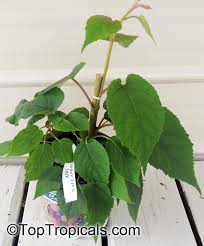 Perfect fruit tree for small yards and container culture! Actinidia Deliciosa Chinese Gooseberry Kiwi Fruit Toptropicals Com