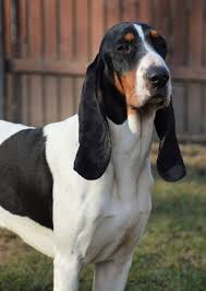 Image result for bernský honič