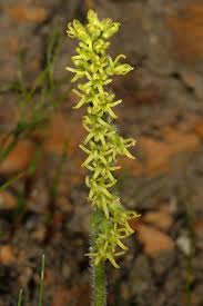 Image result for Holothrix longiflora