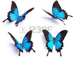 Butterfly Stock Photos Pictures Royalty Free Butterfly Images And Stock Photography Blue Butterfly Tattoo Blue Butterfly Butterfly Images