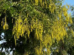 Image result for Styphnolobium