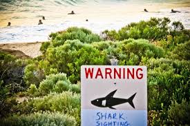 Government Researchers Have Tagged 338 Sharks With Acoustic Transmitters That Monitor Where The Animals Are When A Tagged Sh Australia Western Australia Shark