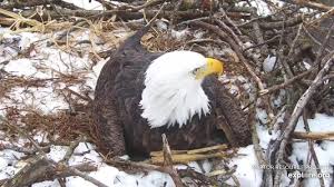 How much can a bald eagle carry. How Much Weight Can A Bald Eagle Carry