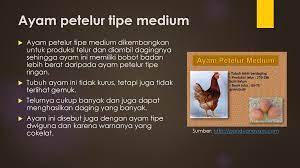 Mari mengenal sedikit pengertian apa itu yang disebut dengan penyakit egg drop syndrome yang menjadi salah satu penyakit yang sering menjangkiti ayam ras petelur terutama di indonesia. Manajemen Pemeliharaan Petelur Ppt Download
